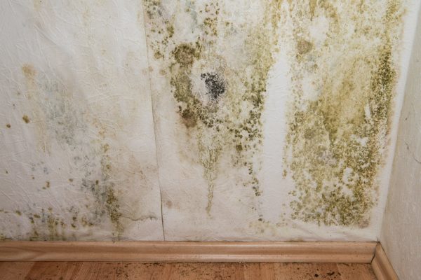 Interior of home with green mold growing over white walls.